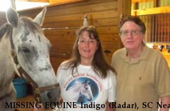 MISSING EQUINE Indigo (Radar), SC Near Asheville, NC, NC, 28806